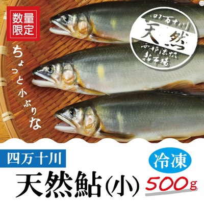 四万十川の天然鮎(小)500g(約6～9匹) 26-775