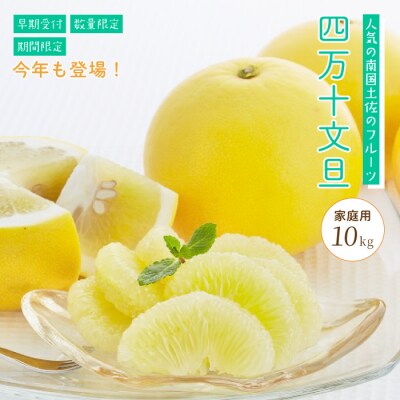 【期間・数量限定】太陽をたっぷり浴びた四万十文旦10kg(家庭用)配送:2026年2月下旬～3月上旬