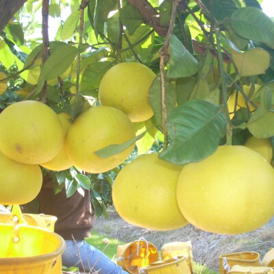 【期間・数量限定】太陽をたっぷり浴びた四万十文旦10kg(家庭用)配送:2026年2月下旬～3月上旬