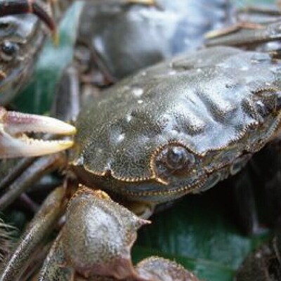 四万十川漁協遊漁券(1年券)【令和8年3月1日～令和9年2月28日】