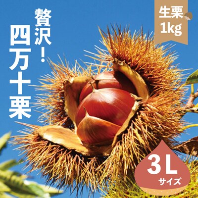 【期間・数量限定】新栗!贅沢四万十栗(3Lサイズ生栗)約1kg【2025年10月上旬～発送】