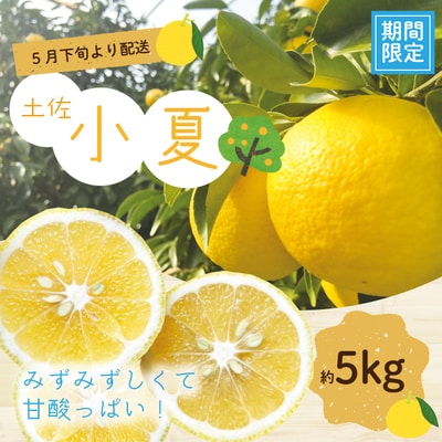 【早期受付】爽やかな酸味がたまらない!!四万十市産ハウス小夏(贈答用) 約5kg(18～30個)25