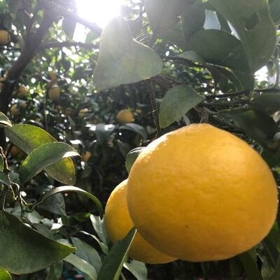 【早期受付】爽やかな酸味がたまらない!!四万十市産ハウス小夏(贈答用) 約5kg(18～30個)25