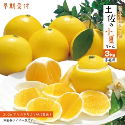 【早期受付・数量限定】甘味が強く酸味が少なめ【土佐の小夏ちゃん3kg家庭用】配送2026年5月下旬～