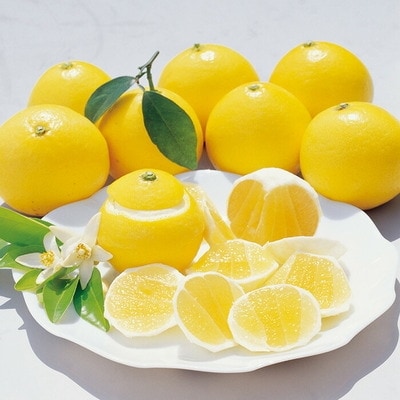 【早期受付・数量限定】甘味が強く酸味が少なめ!土佐の小夏ちゃん5kg【家庭用】24