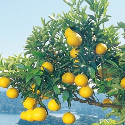 【早期受付・数量限定】甘味が強く酸味が少なめ!土佐の小夏ちゃん5kg【家庭用】24