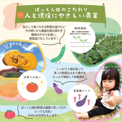 【早期受付】とれたて新鮮!春夏野菜セット 約5種類【2026年5月~8月の間に1回配送】
