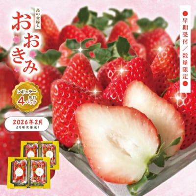 【早期受付・数量限定】苺の貴婦人おおきみ(レギュラー)4パック【2026年2月より順次発送予定】