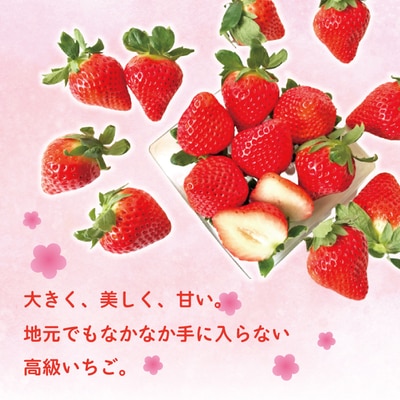 【早期受付・数量限定】苺の貴婦人おおきみ(レギュラー)4パック【2026年2月より順次発送予定】