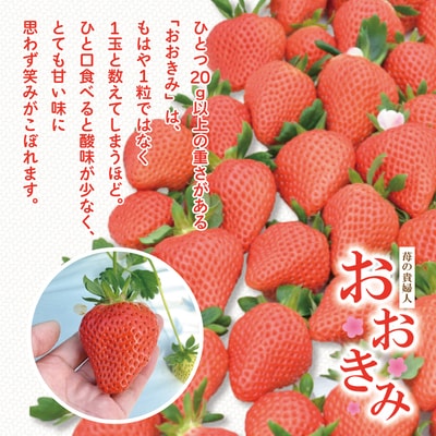 【早期受付・数量限定】苺の貴婦人おおきみ(レギュラー)4パック【2026年2月より順次発送予定】