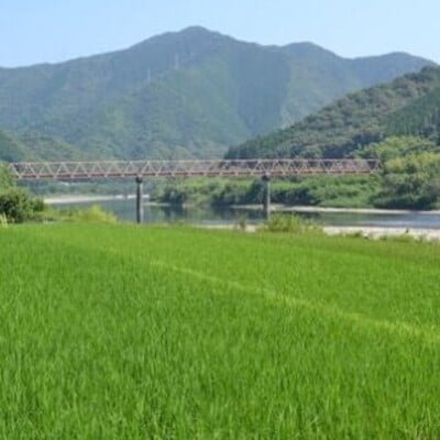 【令和7年産・6回定期】四万十産 四万十米　コシヒカリ(5kg×2袋)×6回 (計60kg )R7