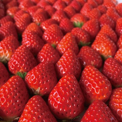 【数量限定・期間限定】イチゴたっぷり!イチゴのレアチーズタルト【2026年1月中旬～4月下旬配送】