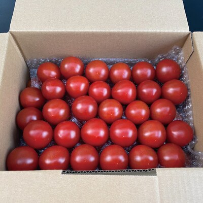 四万十市産 フルティカトマト2kg【1月上旬～6月中旬に発送】R5-375