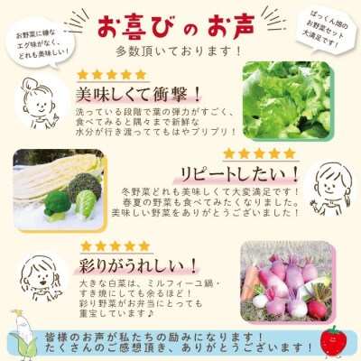 ぱっくん畑の秋・冬野菜セット約5種類【2026年11月～2027年2月の間に1回配送】