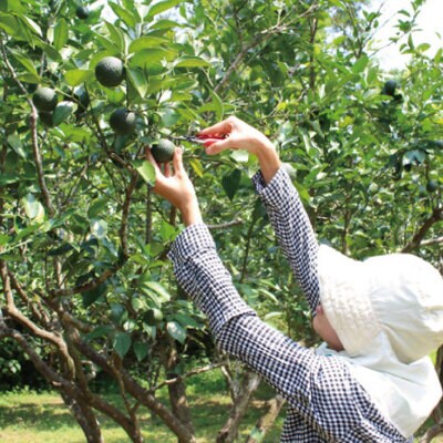 四万十市産のぶしゅかんを使った四万十ぶしゅかんアイスキャンデー(10本入り) 26-443