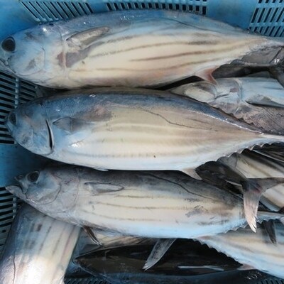 魚屋大将が厳選したカツオの食べ比べセット!本格カツオ藁焼きタタキと刺身(合計400g) 26-229