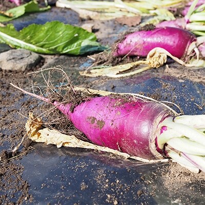 信州の伝統野菜 吉野かぶ甘酢漬け 400g 2個セット お礼品詳細 ふるさと納税なら さとふる