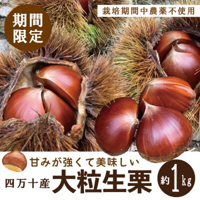 【期間限定 早期受付 数量限定】四万十産生栗1kg【2025年9月下旬～11月上旬配送】
