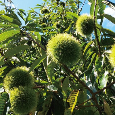 【期間限定 早期受付 数量限定】四万十産生栗1kg【2025年9月下旬～11月上旬配送】