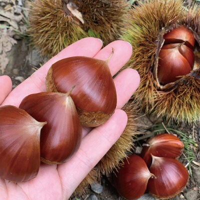 【期間限定 早期受付 数量限定】四万十産生栗1.5kg【2025年9月下旬～11月上旬配送】