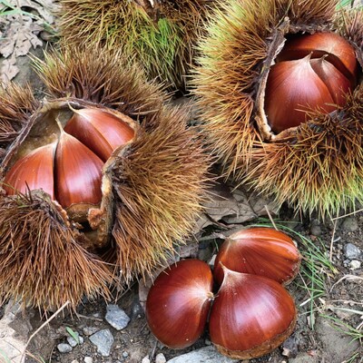 【期間限定 早期受付 数量限定】四万十産生栗1.5kg【2025年9月下旬～11月上旬配送】