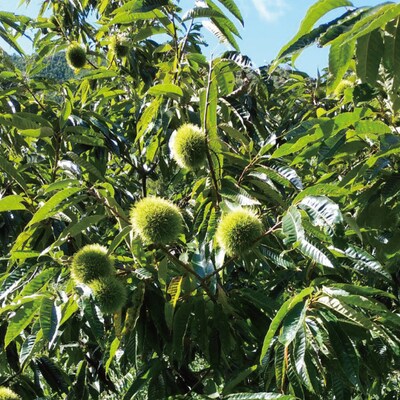 【期間限定 早期受付 数量限定】四万十産生栗1.5kg【2025年9月下旬～11月上旬配送】