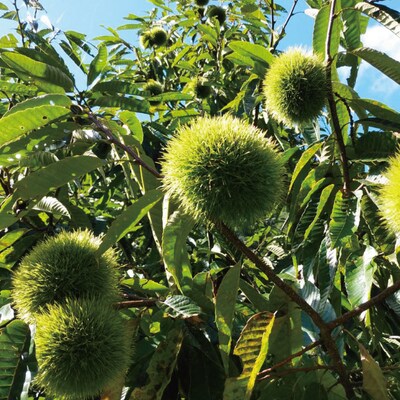 【期間限定 早期受付 数量限定】四万十産生栗2kg【2025年9月下旬～11月上旬配送】