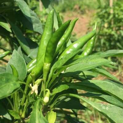 こだわりの四万十ゆず胡椒3個セット 26