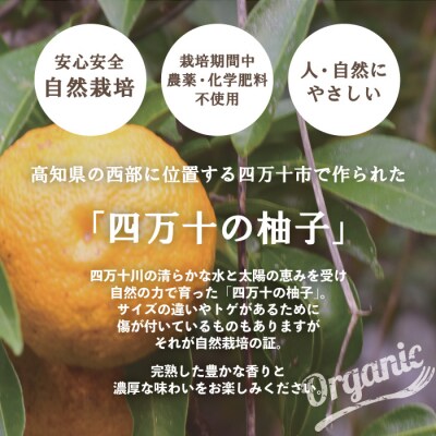 【早期受付・期間限定】栽培期間中農薬・化学肥料不使用 四万十の柚子 約1.5～2kg 25-918