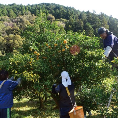 【早期受付・期間限定】栽培期間中農薬・化学肥料不使用 四万十の柚子 約1.5～2kg 25-918