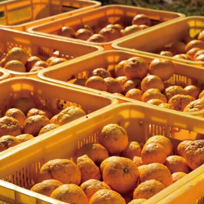 【早期受付・期間限定】栽培期間中農薬・化学肥料不使用 四万十の柚子 約1.5～2kg 25-918