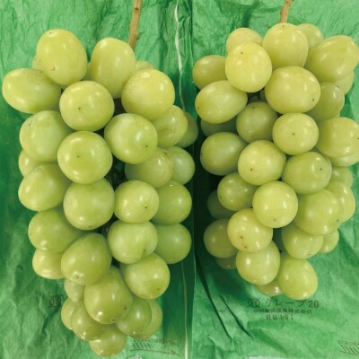 【早期受付・数量限定】四万十市産シャインマスカット2房(約1kg)【2026年9月上旬～9月中旬発送