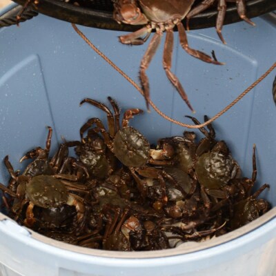 濃厚な旨み!清流四万十川・天然モクズガニ 約1kg(大小混合) R7