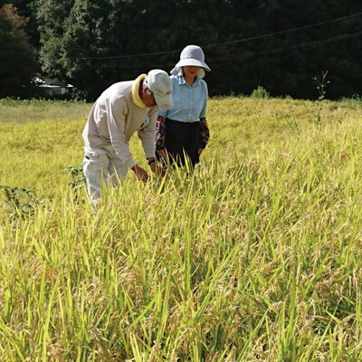 【令和7年産】沢のしずく(ヒノヒカリ)5kg
