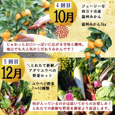 【年末限定・5回定期便】四万十の人気グルメお楽しみ しまんとふるさと定期便5万円Bコース24-615