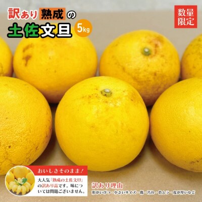 【訳あり・数量限定】熟成の土佐文旦5kg【家庭用】【2026年3月上旬～無くなり次第終了】
