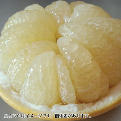 【訳あり・数量限定】熟成の土佐文旦5kg【家庭用】【2026年3月上旬～無くなり次第終了】