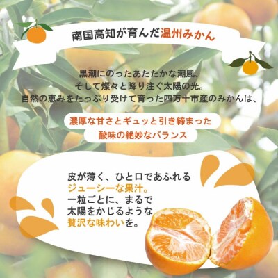 【早期受付・数量限定】農家直送!四万十みかん《おふくろさん》3kg【家庭用2025年11月中旬より】