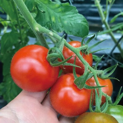 四万十市産 ビリトマト 1.5kg【12月中旬～5月下旬に発送】26