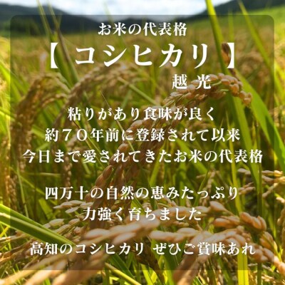 【令和7年産】四万十市産コシヒカリ 玄米 9kg(栽培期間中農薬・ 化学肥料・除草剤不使用)