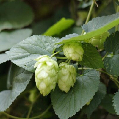 醸造所直送!SHIMANTO Brewing オリジナルクラフトビール飲み比べセット(6本)