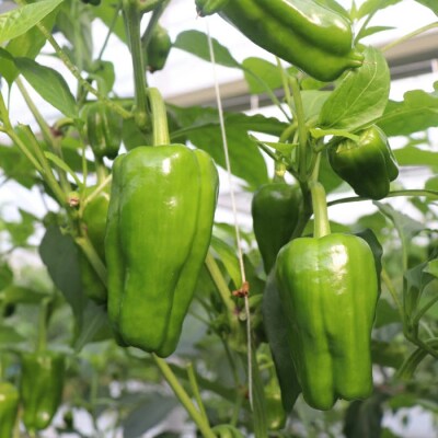 苦味が少なくておいしい!高見農園のこだわり・新鮮ピーマン1kg【発送時期:10月～6月】