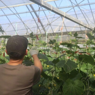 朝採れ新鮮!四万十市産きゅうり10kg【発送時期:11月中旬～4月下旬】