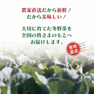 【3回定期便・早期・数量限定】アグリユウベの冬野菜セット(小)【配送:R8年12月・R9年1月2月】