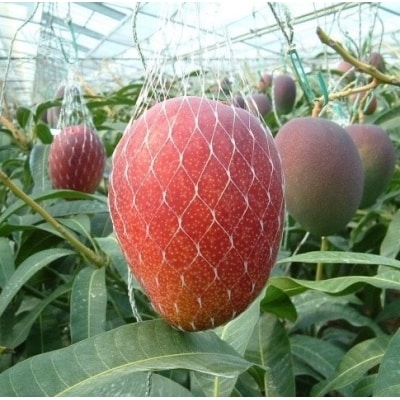 【大玉4L×2玉】約1kg糖度12度以上(JA西都)完熟マンゴー西都産【先行受付】[1009]