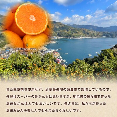 ぼちぼち農園の温州みかん 家庭用 5kg> 選べる  5キロ うんしゅうみかん 