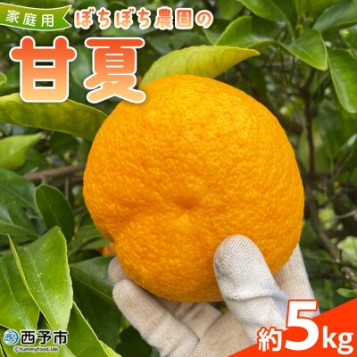 <ぼちぼち農園の甘夏 家庭用 約5kg> 選べる 5キロ あまなつ