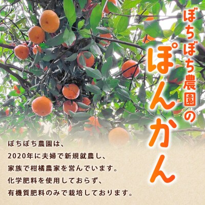 <ぼちぼち農園のぽんかん 家庭用 約3kg> 選べる 3キロ  ぽんかん ポンカン 訳あり
