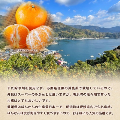 <ぼちぼち農園のぽんかん 家庭用 約5kg> 選べる 5キロ ぽんかん ポンカン 訳あり