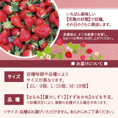 【完熟で香り高い!】秋田のイチゴ1P